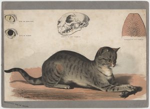 O gato de American School