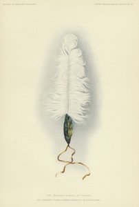 O símbolo da pena de Tirawa (litografia a cores) de American School