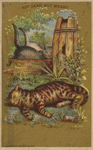 Três gatos cansados. de American School