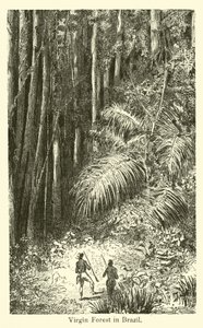 Floresta Virgem no Brasil de American School