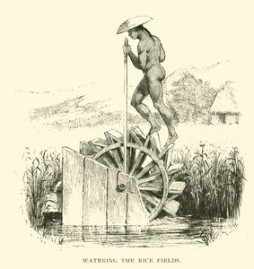 Rega dos campos de arroz de American School