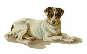 Jovem, cão, deitando-se de American School