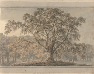 Vistas em Inglaterra, Escócia e País de Gales: Cinzas em Londesbro Park, Maio de 1800 de Amos Green