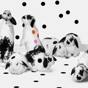 Bunnies 02, 2018 (fotografia) de Ana Carolina Tavares Mizrahi