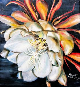 A Flor da Rainha da Noite