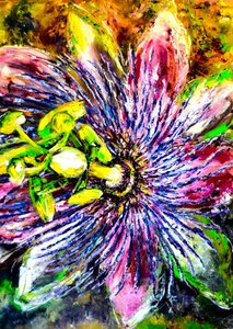 Flor de passiflora em plena floração