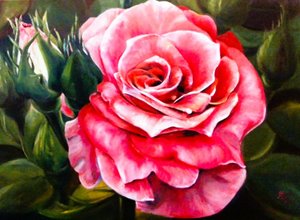 Rosa de cor rosa vibrante