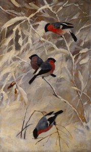 Bullfinches de Anders Kongsrud