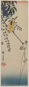 Canárias e glicínias, meados da década de 1840. de Ando Hiroshige