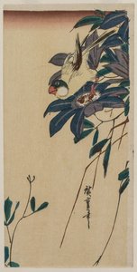 Grosbeak e Clematis, meados da década de 1830. de Ando Hiroshige