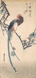 Pássaro de cauda longa. de Ando Hiroshige