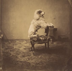 [Poodle da Imperatriz Eugénie], década de 1850. de Andre Adolphe Eugene Disderi