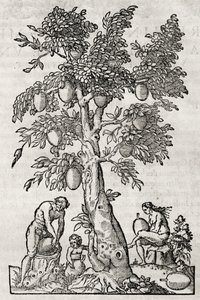 Pão de fruta, gravura de Andre Thevet (1504-1592), Paris, França de Andre Thevet