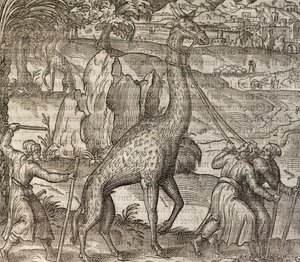 Girafa, gravura da Cosmographie Universelle de Andre Thevet