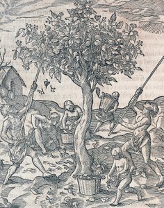 Colheita de pimenta na ilha de Java, gravura da Cosmologia Universal de Andre Thevet (1504-1592), Paris de Andre Thevet