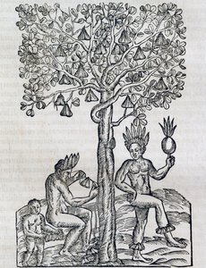 Fruta de Nana, planta medicinal tropical, gravura da Cosmologia Universal, de Andre Thevet (1504-1592), Paris