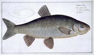 Chub (Cyprinus Jeses) placa VI de &39;Ictiologia, ou história natural geral e particular dos peixes&39;, por Marcus Elieser Bloch (1723-99), gravada por Gabriel Bodenehr (1673-1766), publicada em c de Andreas-Ludwig Kruger