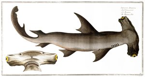 Tubarão-martelo (Balance Fish), publicado por Black, c.1790 (impressão)