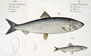 Arenque (Clupea Harengus) (Fig. 1) e Espadilha (Clupea Sprattus) plano XXIX de &39;Ictiologia, ou história natural geral e particular dos peixes&39;, por Marcus Elieser Bloch (1723-99), gravado