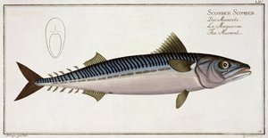 Sarda (Scomber Scomber) plana LIV de "Ictiologia, ou história natural geral e particular dos peixes", por Marcus Elieser Bloch (1723-99), gravado por Gabriel Bodenehr (1673-1766), publ de Andreas-Ludwig Kruger