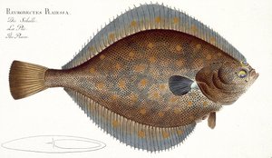 Solha (Pleuronectes Platessa) plana XLII de &39;Ictiologia ou história natural geral e particular dos peixes&39;, por Marcus Elieser Bloch (1723-99), publicada em c.1785-99