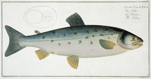 Salmão (Salmo Salar) plano XX de "Ictiologia, ou história natural geral e particular dos peixes", por Marcus Elieser Bloch (1723-99), gravado por Gabriel Bodenehr (1673-1766), publicado em c
