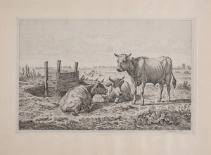 Um touro e duas vacas