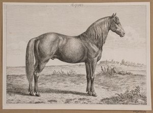 Rolf. Um cavalo no campo