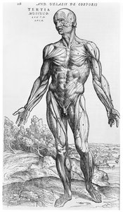 estudo anatômico, de "O Corpo Humano Device" por Andreas Vesalius (1514-1564), Basel, 1543