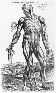 estudo anatômico, de "O Corpo Humano Device" por Andreas Vesalius (1514-1564), Basel, 1543