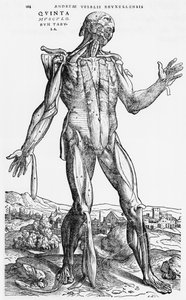 estudo anatômico, de "O Corpo Humano Device" por Andreas Vesalius (1514-1564), Basel, 1543