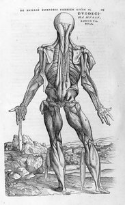 Andrea Vesalio (1514 - 1564), médica de Charles V. "Humani corporis fabrica libri septem", Basileia 1543.