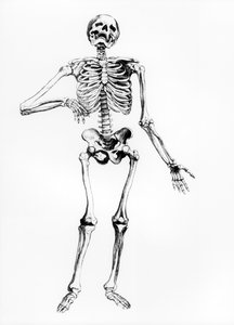 Esqueleto humano