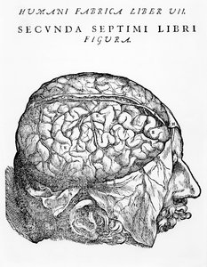 The Brain, ilustração, "O Livro Endereço do dispositivo do corpo humano", de Andreas Vesalius, publicado em Basel, 1543