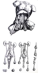 As Placas do Quinto Livro do De Humani Corporis Fabrica de Andreas Vesalius