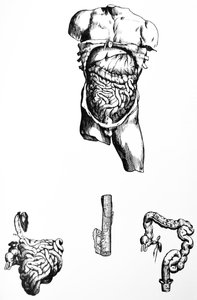 As Placas do Quinto Livro do De Humani Corporis Fabrica de Andreas Vesalius