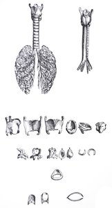As Placas do Primeiro Livro do De Humani Corporis Fabrica de Andreas Vesalius