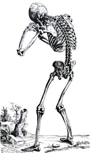 As Placas do Primeiro Livro do De Humani Corporis Fabrica de Andreas Vesalius
