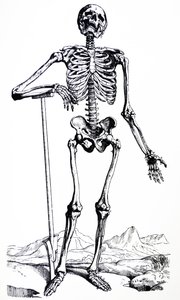 As Placas do Primeiro Livro do De Humani Corporis Fabrica de Andreas Vesalius
