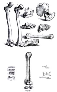 As Placas do Primeiro Livro do De Humani Corporis Fabrica de Andreas Vesalius, (1514-1564) de Andreas Vesalius