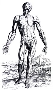 As Placas do Segundo Livro do De Humani Corporis Fabrica de Andreas Vesalius