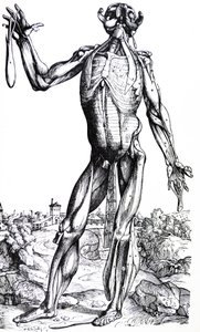 As Placas do Segundo Livro do De Humani Corporis Fabrica de Andreas Vesalius