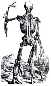 As Placas do Segundo Livro do De Humani Corporis Fabrica de Andreas Vesalius