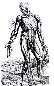 As Placas do Segundo Livro do De Humani Corporis Fabrica de Andreas Vesalius