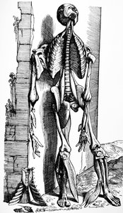 As Placas do Segundo Livro do De Humani Corporis Fabrica de Andreas Vesalius