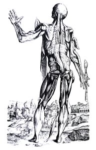 As Placas do Segundo Livro do De Humani Corporis Fabrica de Andreas Vesalius