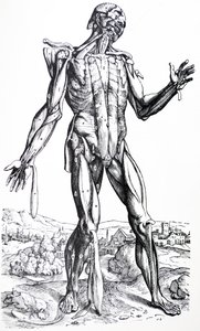As Placas do Segundo Livro do De Humani Corporis Fabrica de Andreas Vesalius