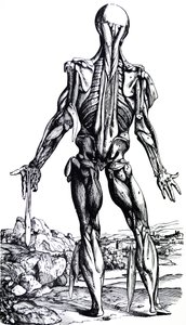 As Placas do Segundo Livro do De Humani Corporis Fabrica de Andreas Vesalius