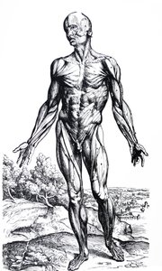 As Placas do Segundo Livro do De Humani Corporis Fabrica de Andreas Vesalius