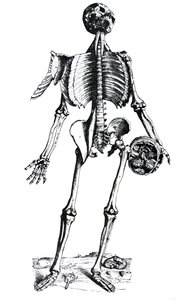 As Placas do Sétimo Livro do De Humani Corporis Fabrica de Andreas Vesalius
